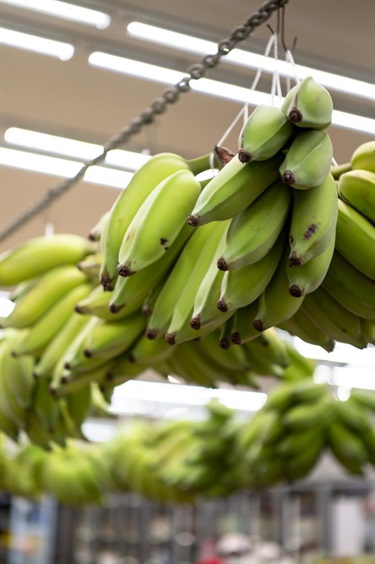 Batches of bananas hanging from chains in Number One Fruit Shop