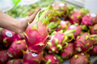 Hand holding a dragon fruit in front of a supermarket shelf full of dragon fruit at Number One Fruit Shop in Dutton Plaza