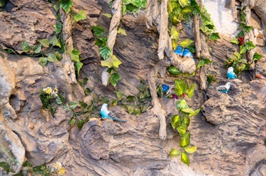 Close up of 3D wall decoration featuring birds in a tree branch at Vy Vy Cafe at Dutton Plaza